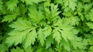 8 phuong thuoc dan gian chua viem phu khoa de kiem 1561369231